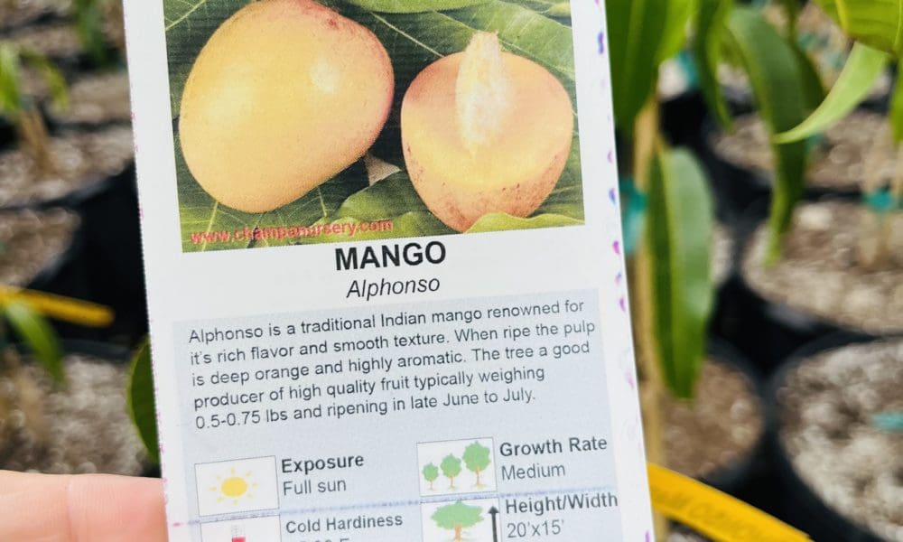 芒果树-芒果之王