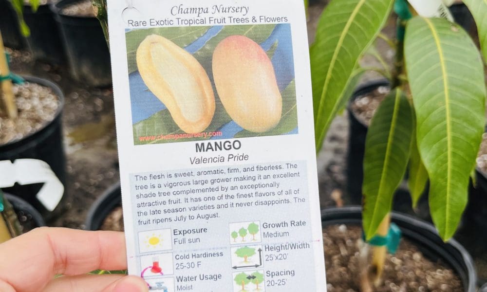 芒果树-巴伦西亚骄傲芒