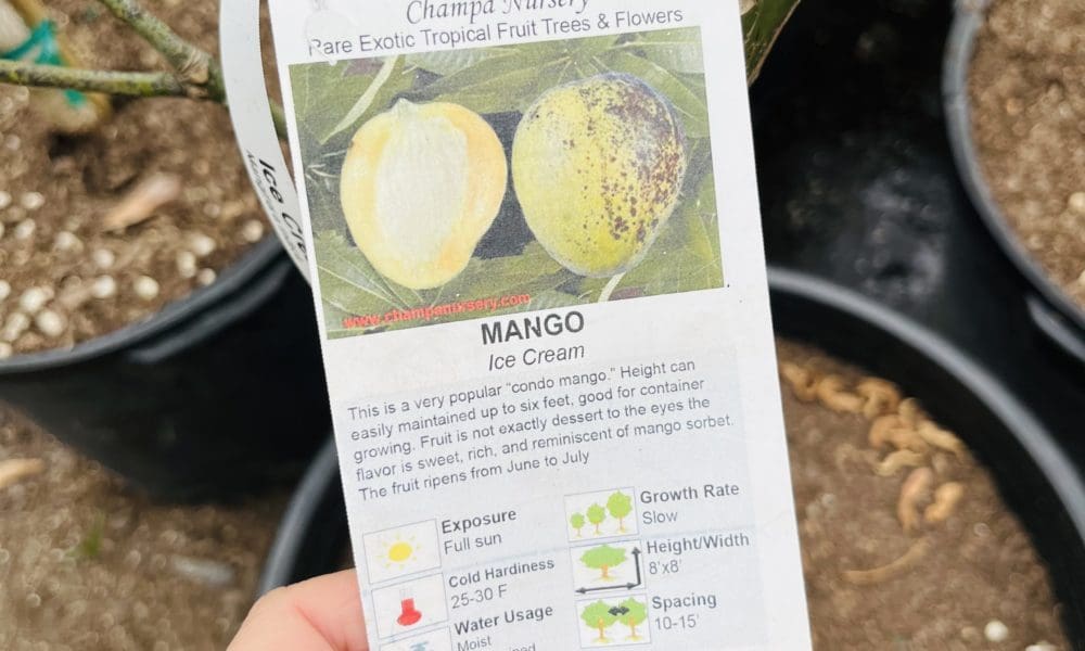 芒果树-冰激凌芒果