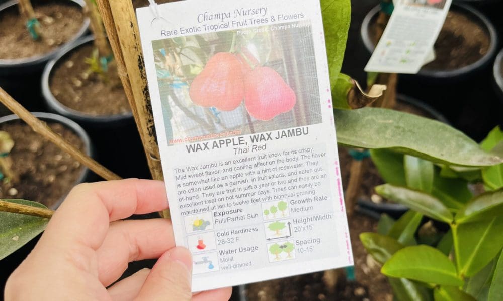 莲雾树-泰国红莲雾