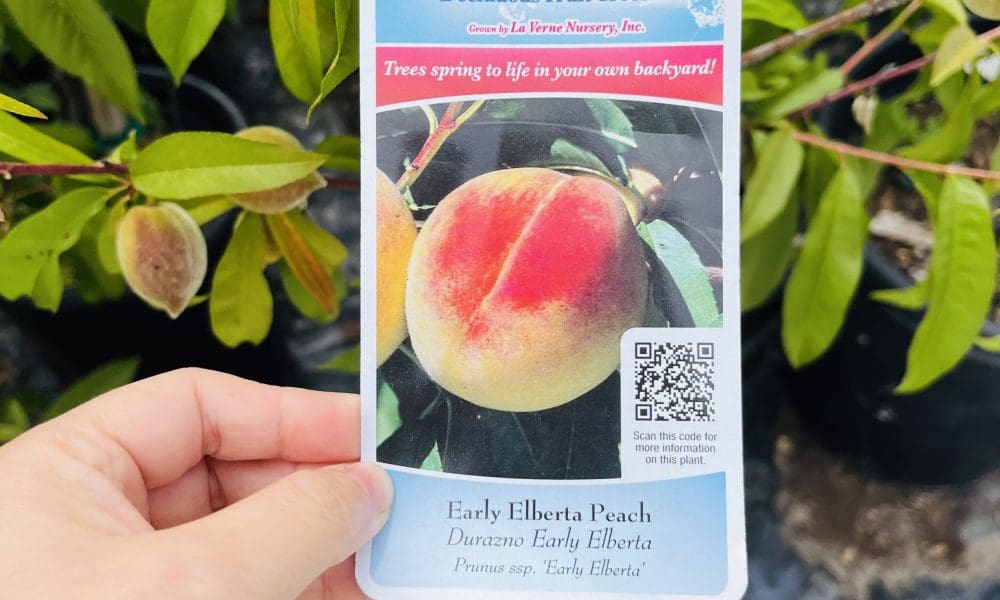 桃树-早熟美洲黄桃