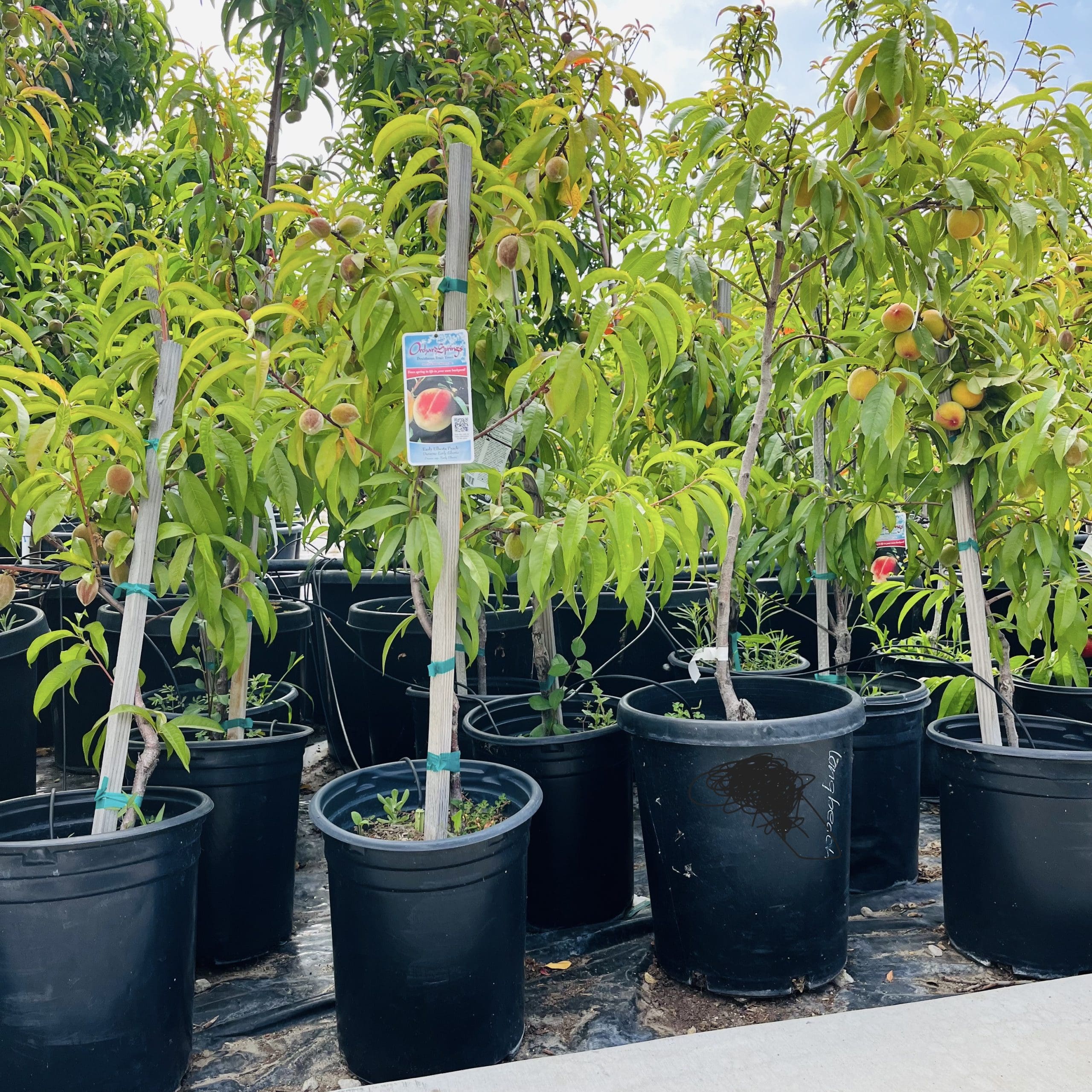 早熟美洲黄桃 May 2023 @ LA