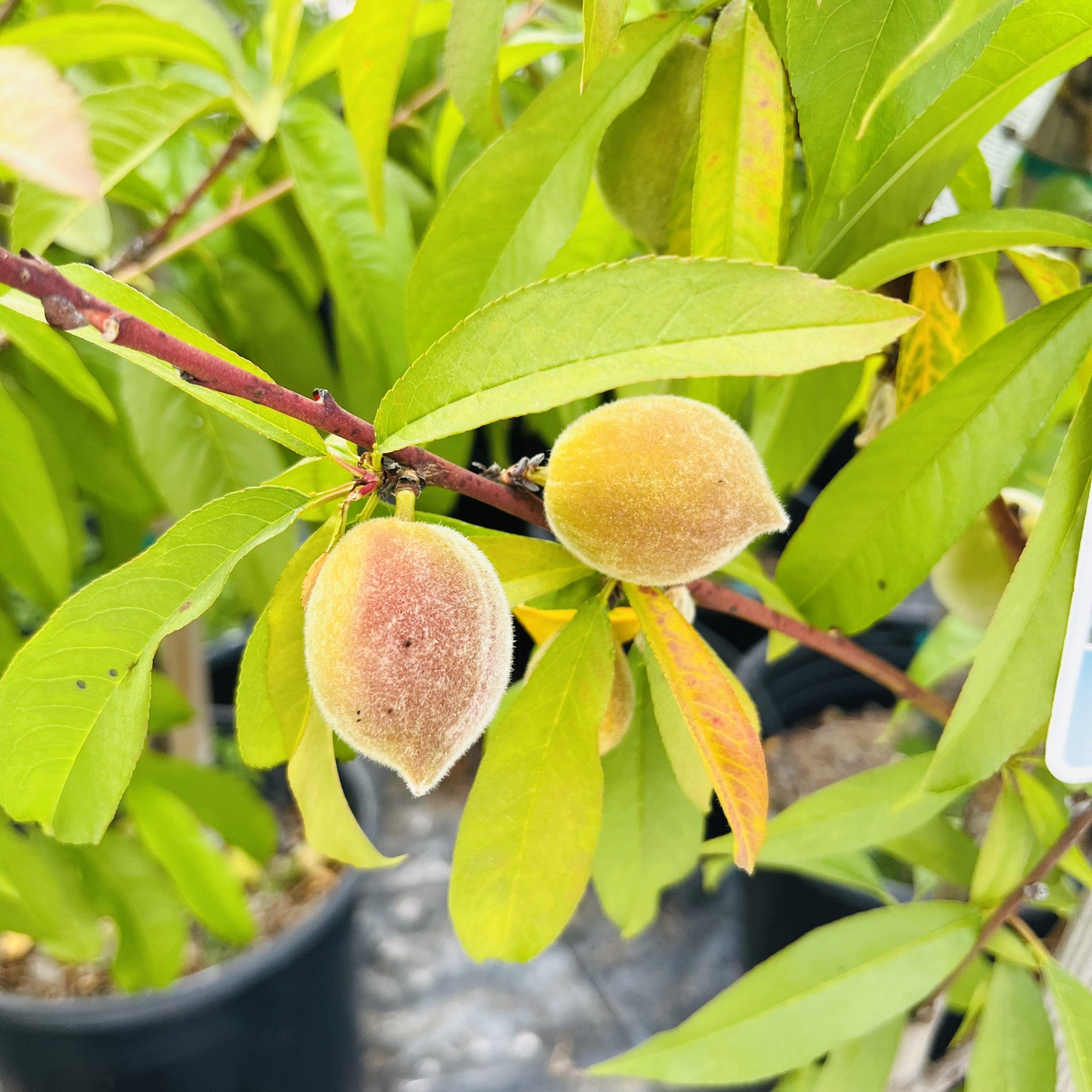 早熟美洲黄桃 May 2023 @ LA