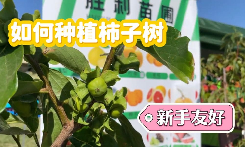 一起来种柿子树，种植与养护！Fuyu Persimmon