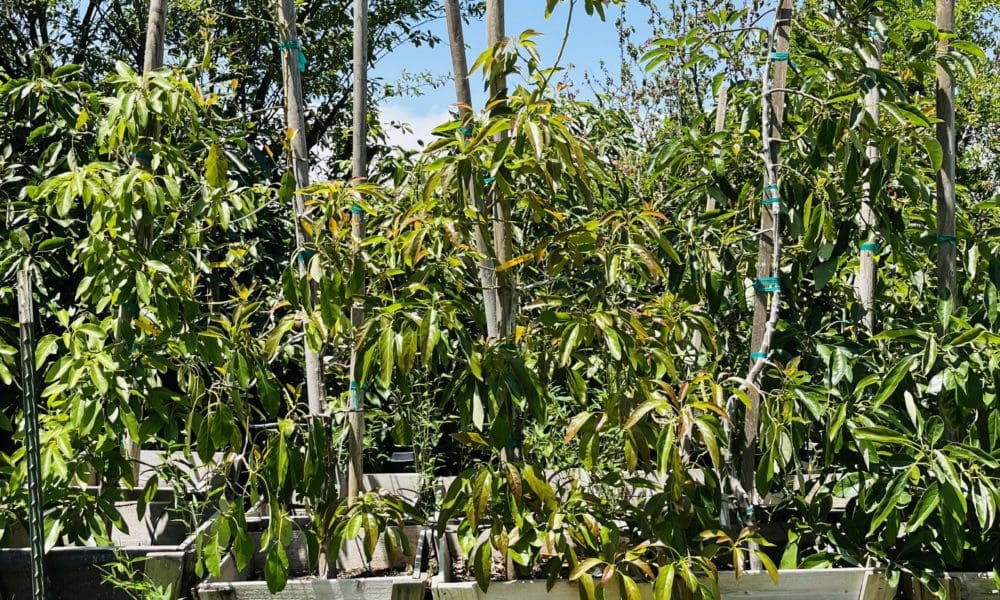 牛油果树-富尔特