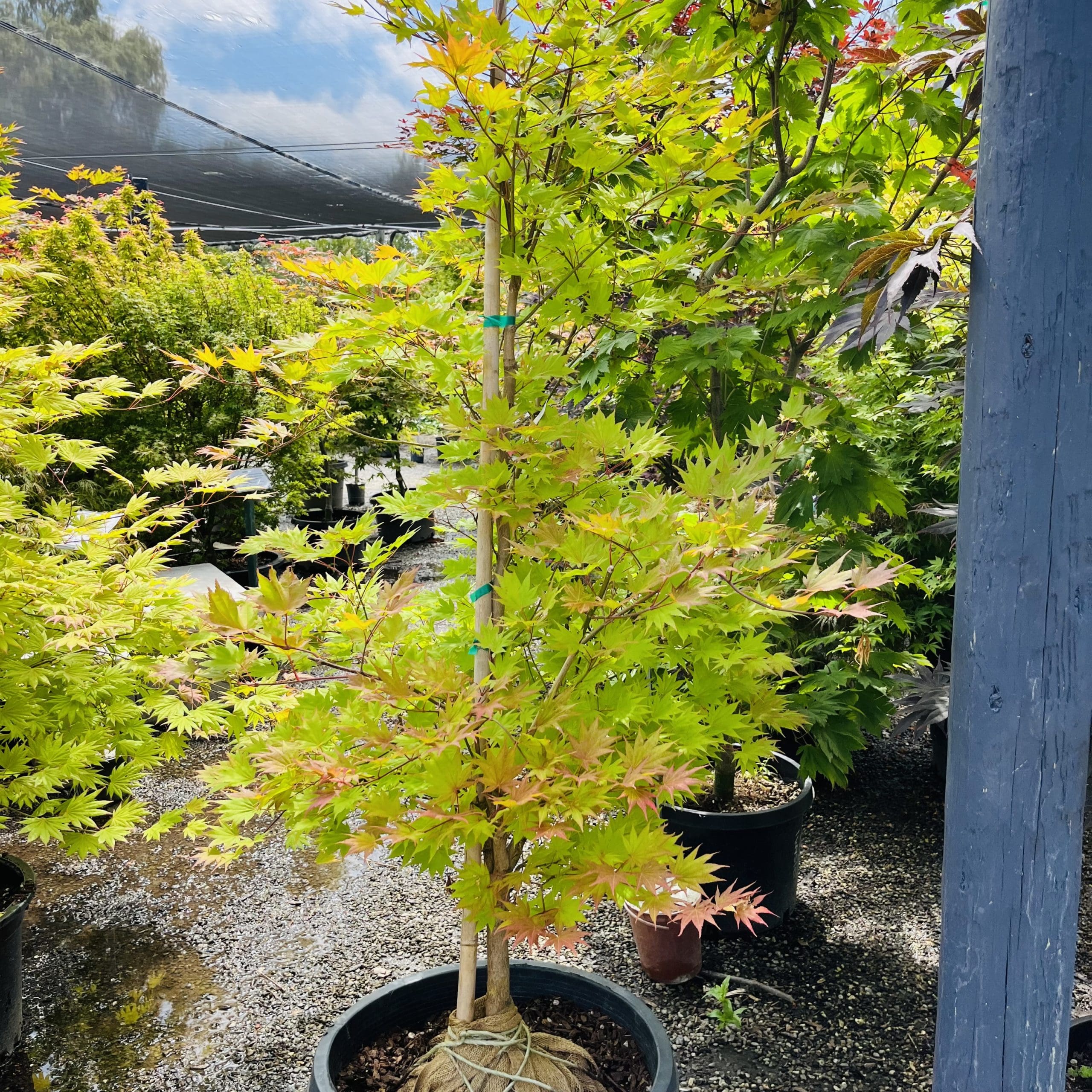 初月#24 June13,2023 @ RNF, Fremont