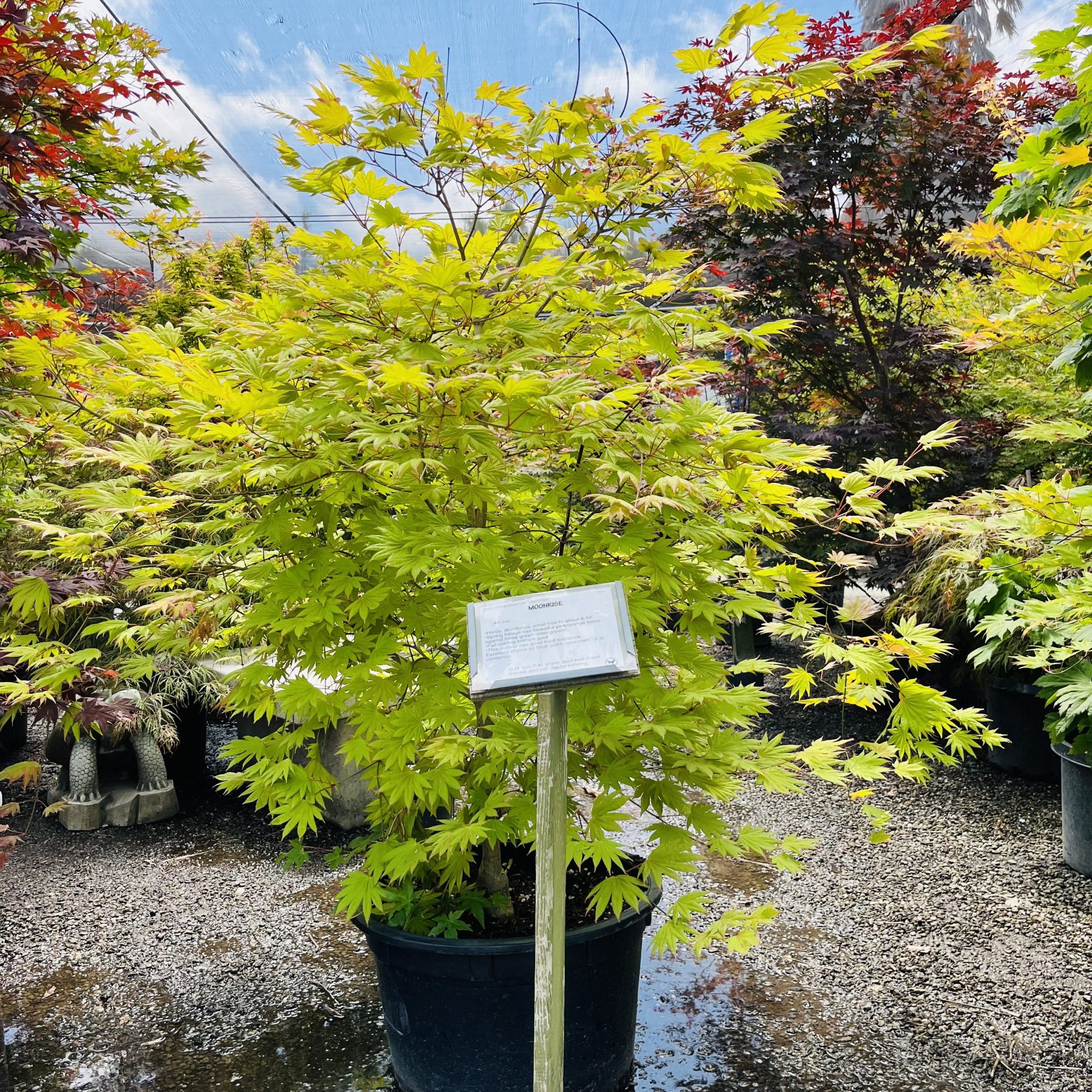 初月#24 June13,2023 @ RNF, Fremont