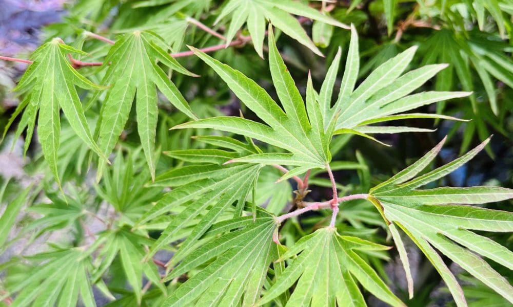 shorjo no tume枫树