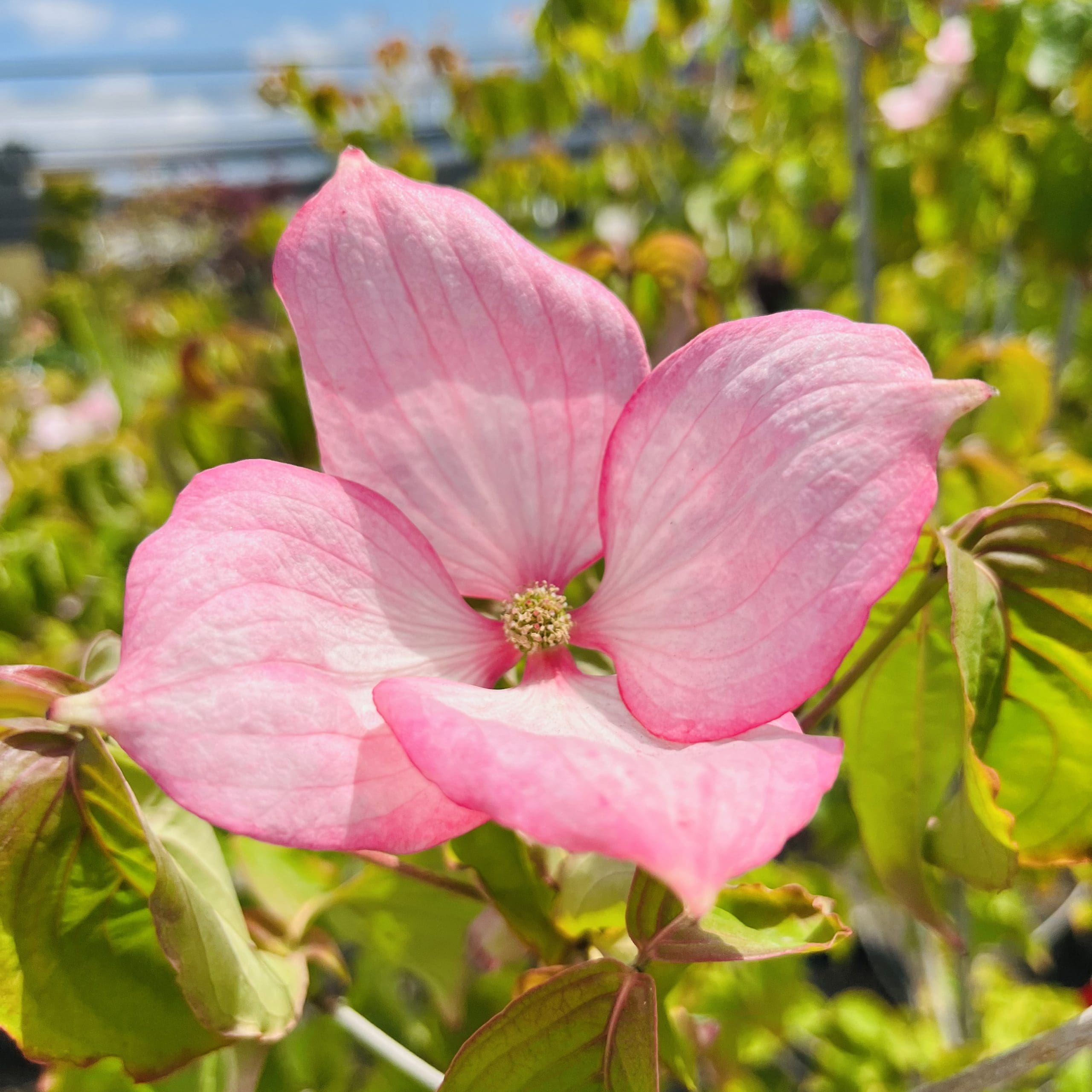 dogwood rosy tea cups #10 June 13 2023@RNF, Fremont