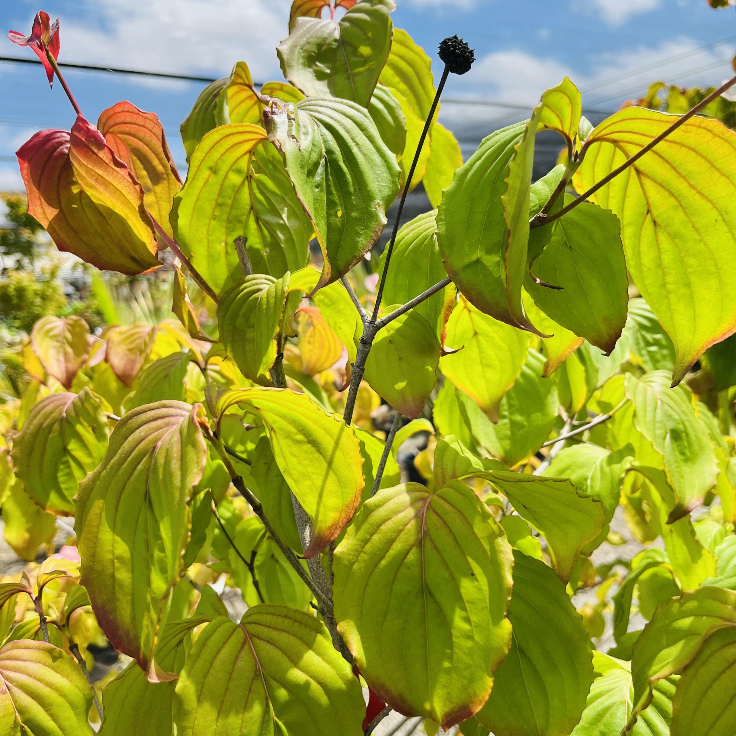 dogwood rosy tea cups花树