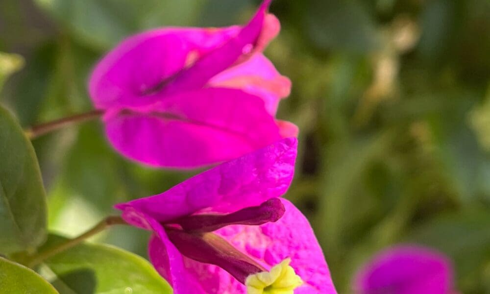 三角梅-紫花