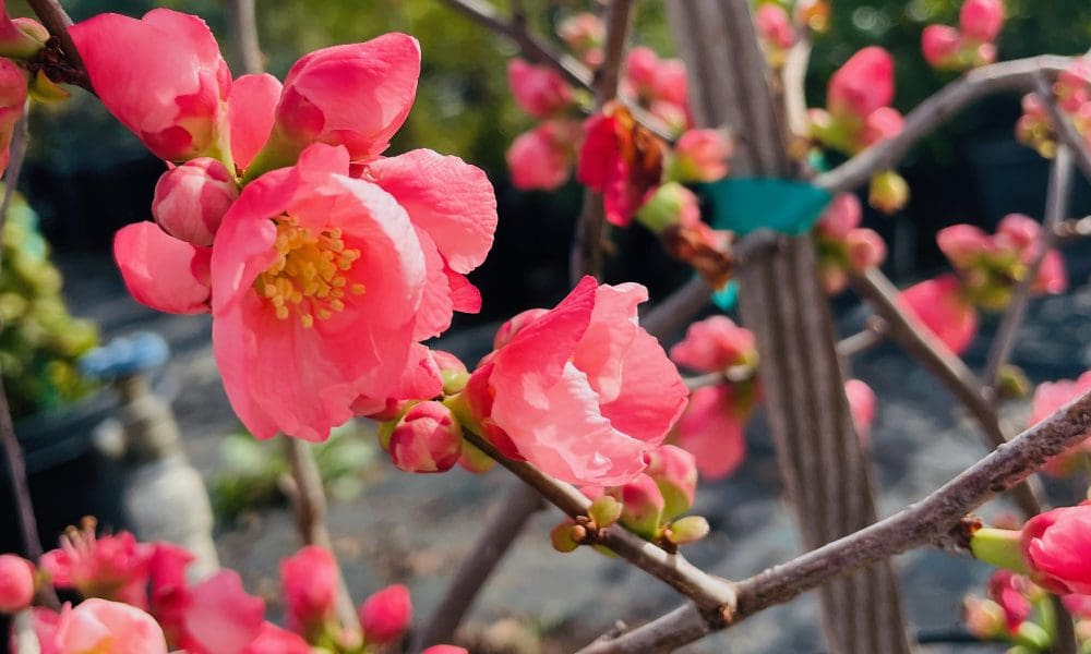 海棠花树-粉红佳人