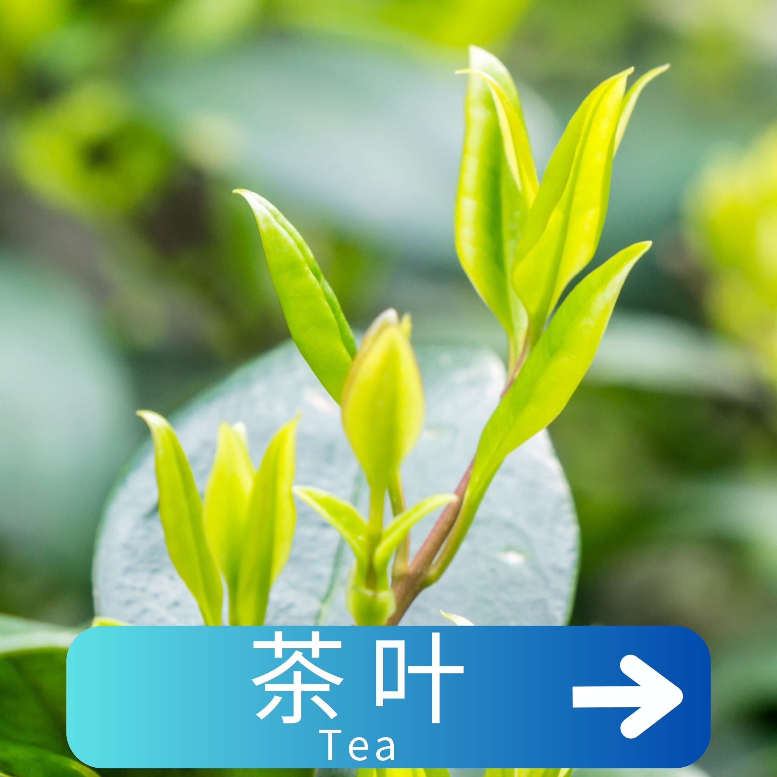 茶叶 Tea