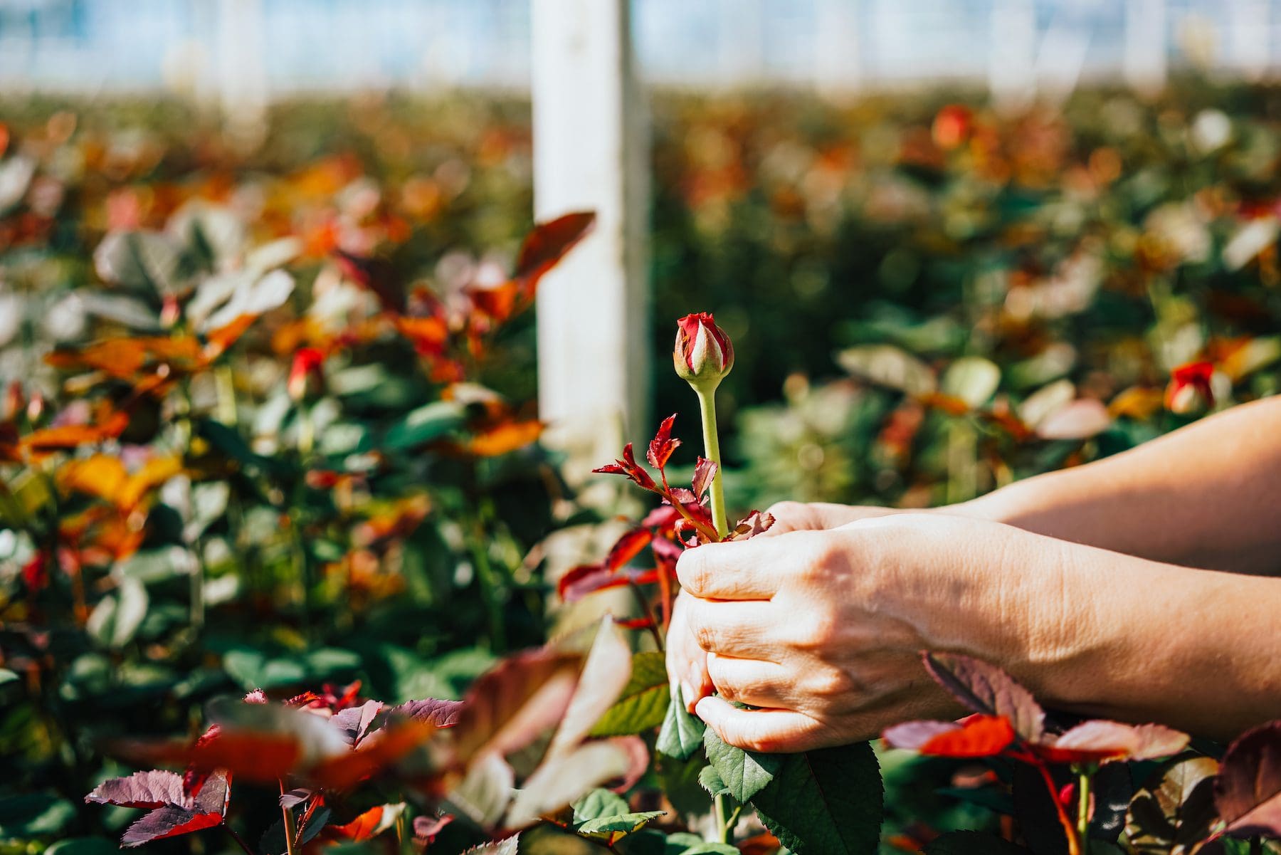 美国月季·蔷薇·玫瑰种植手册