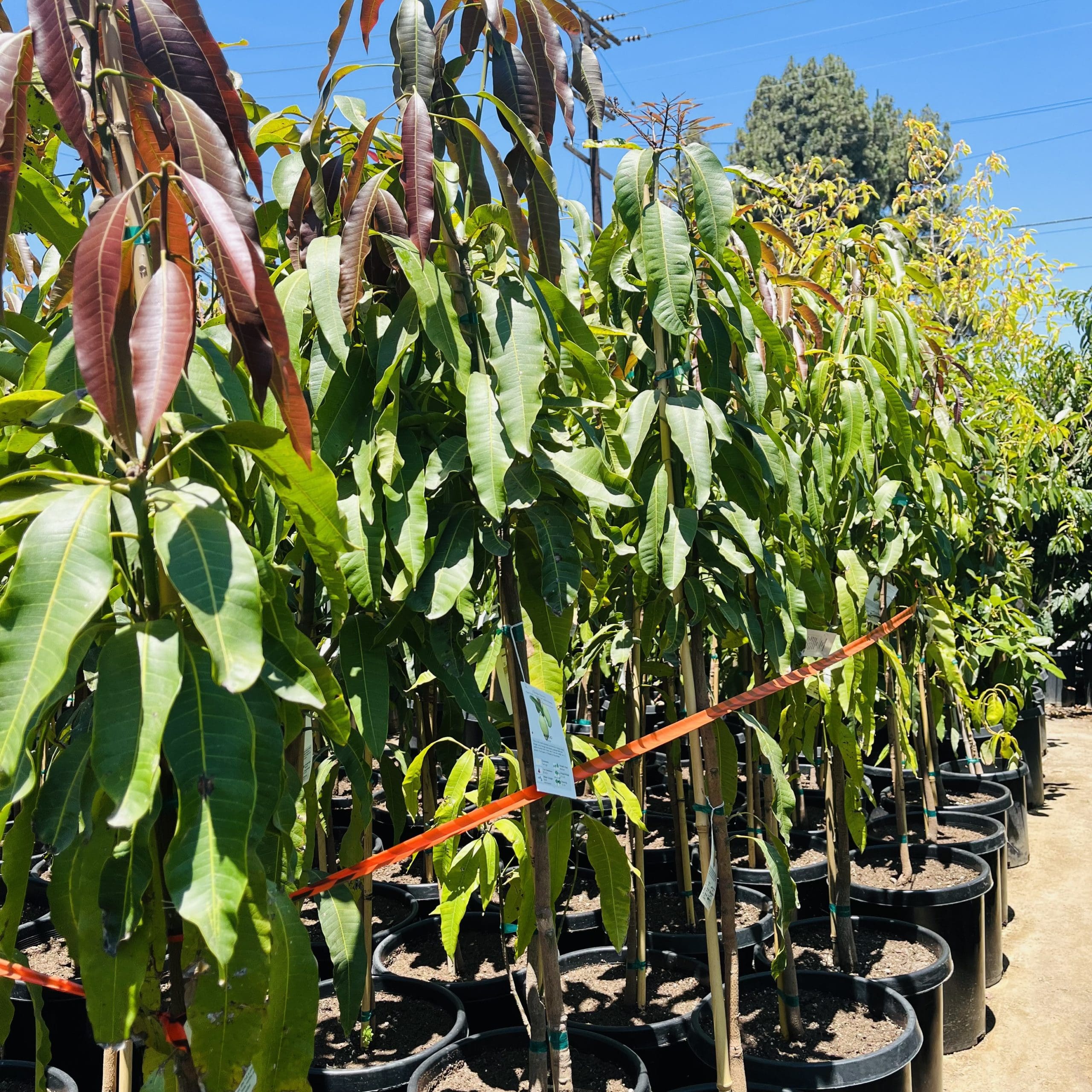 芒果树-马尼拉芒