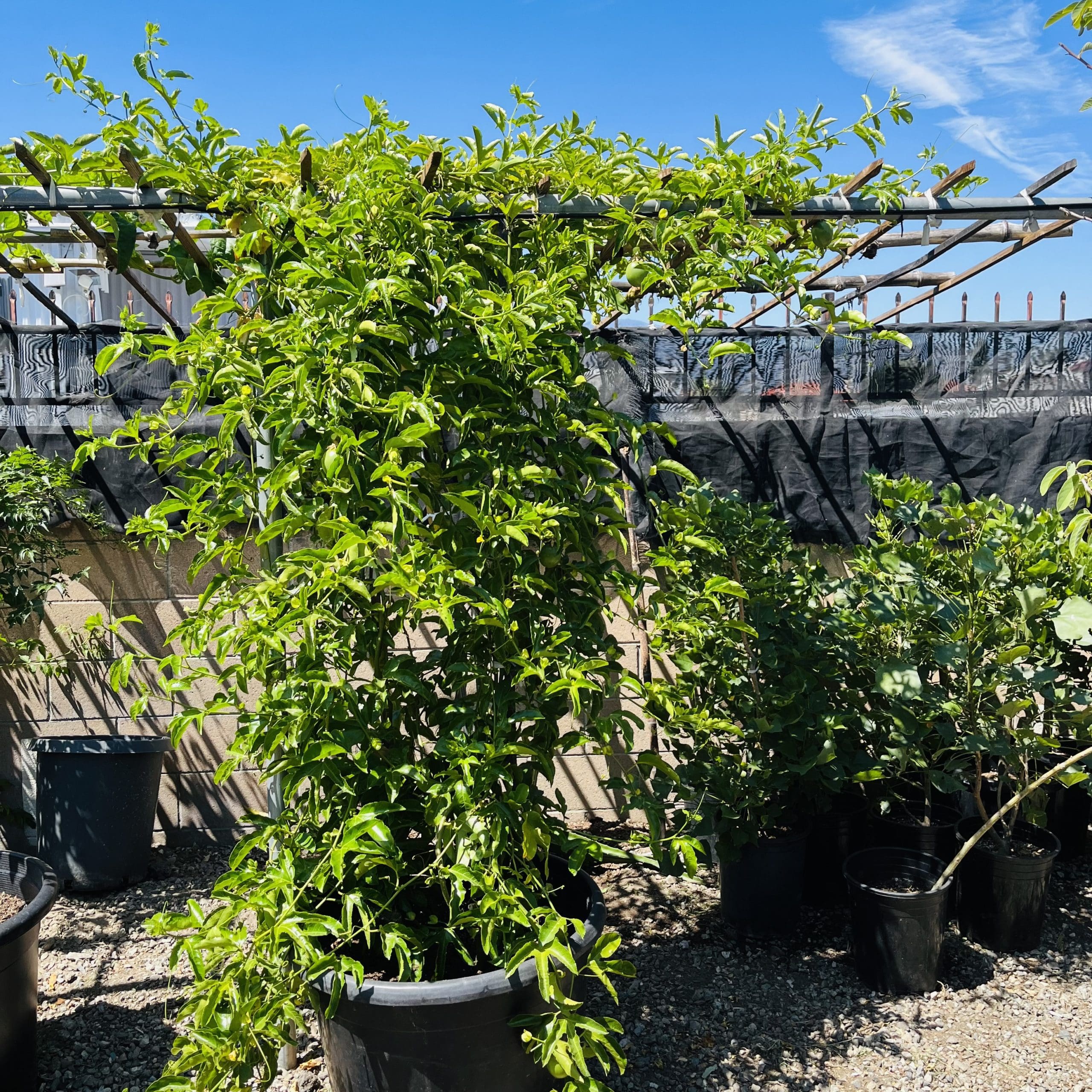 百香果-黄金百香果