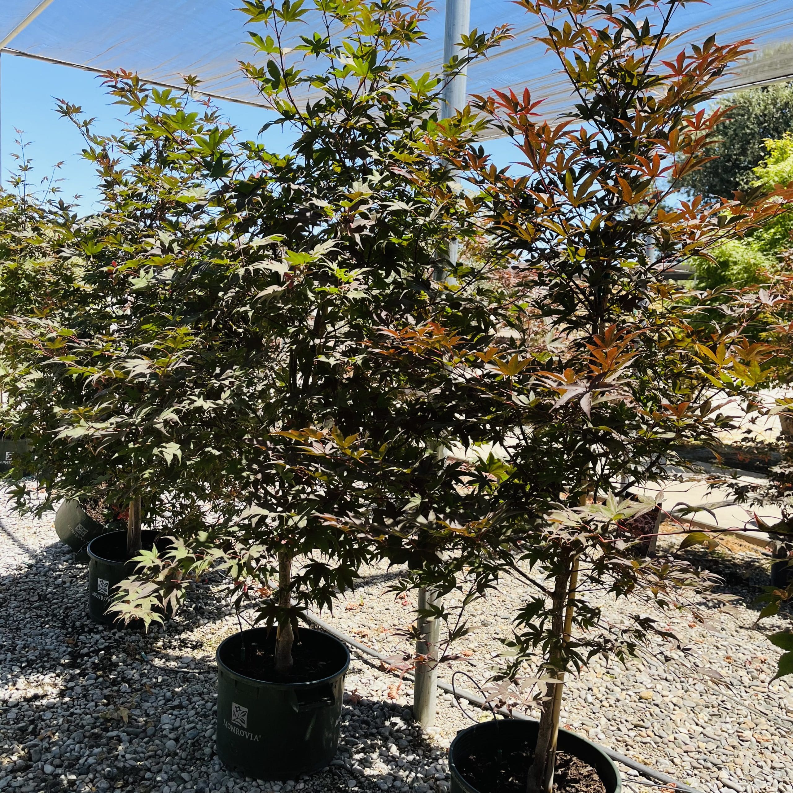 帝王枫#15 July 25 2023@采摘园