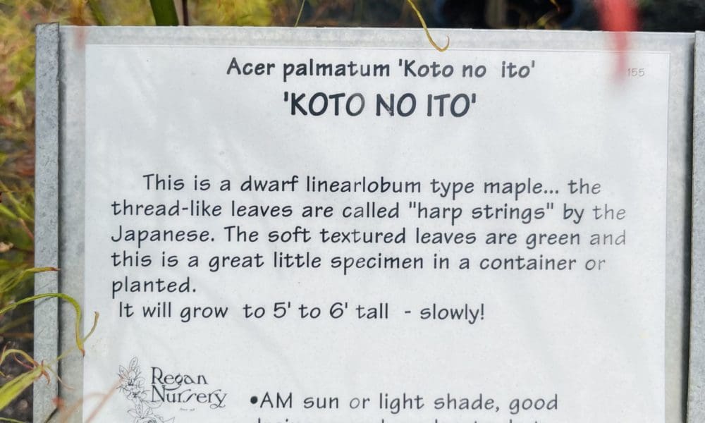 Koto No Ito 枫树