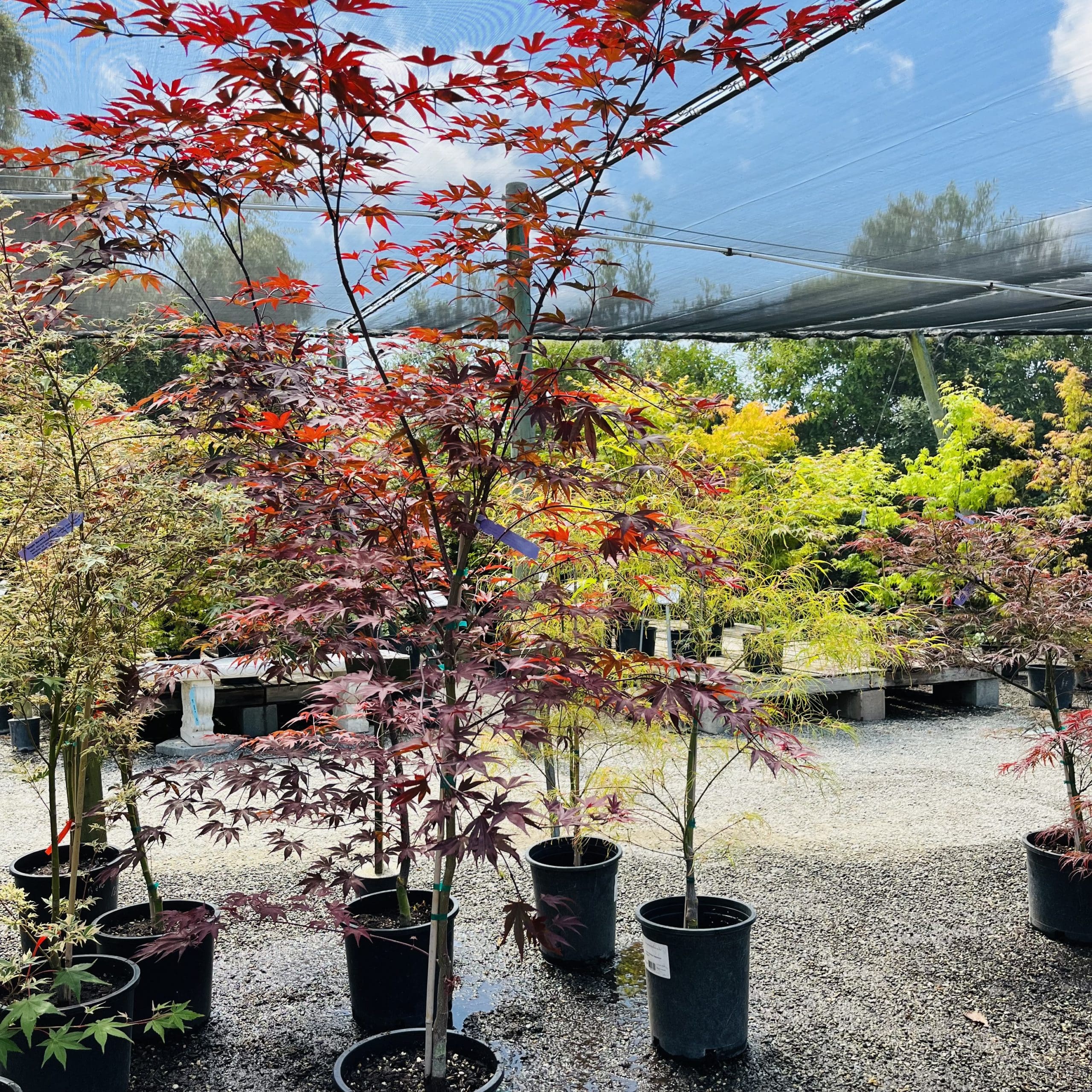 枫树#5 June 13 2023@RNF, Fremont