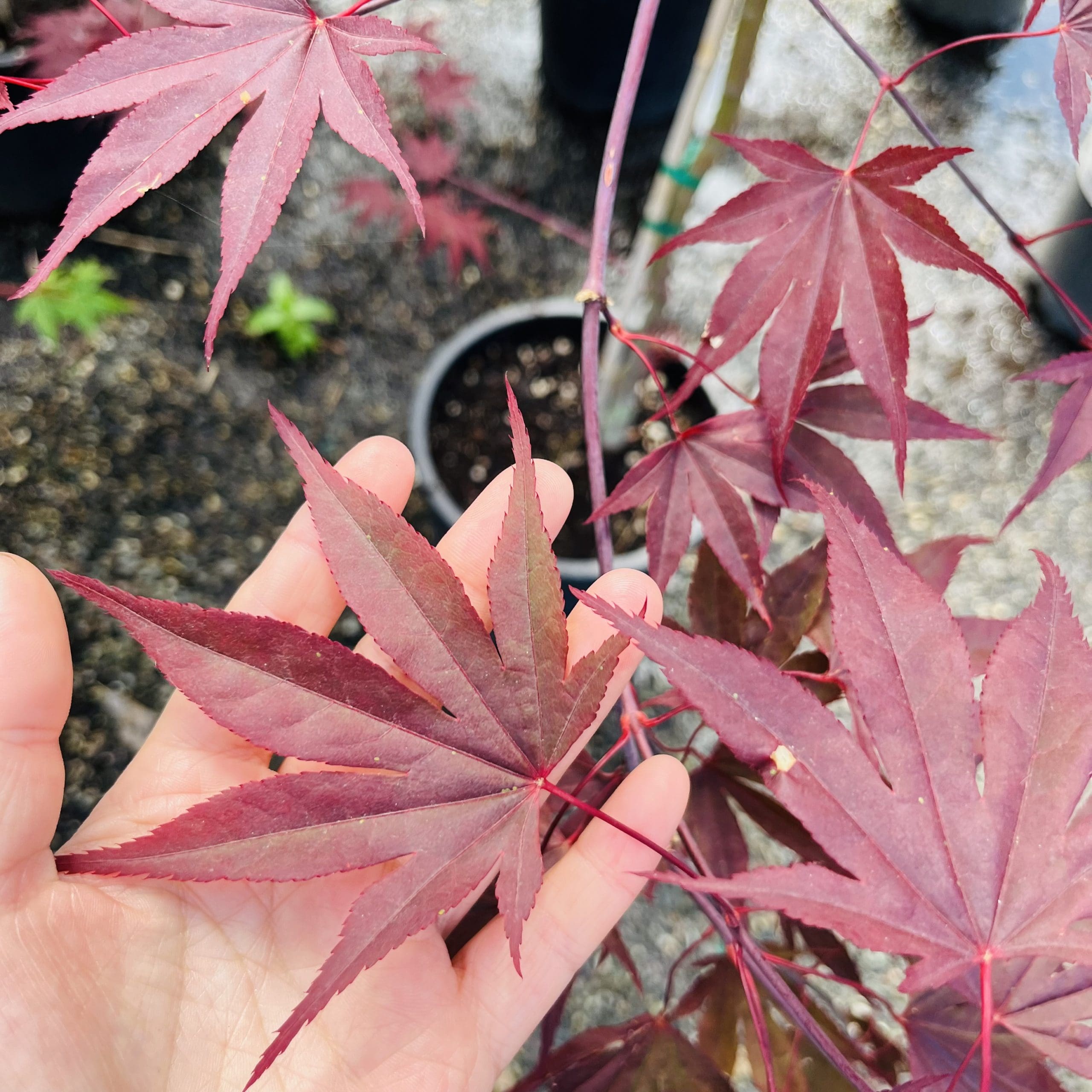 枫树#5 June 13 2023@RNF, Fremont