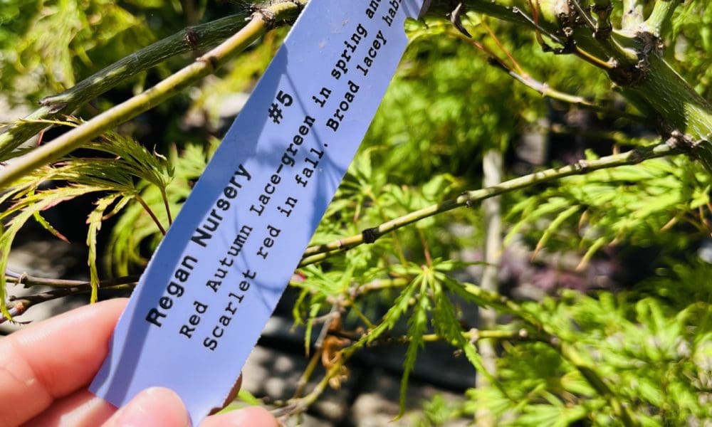 Red Autumn Lace 枫树