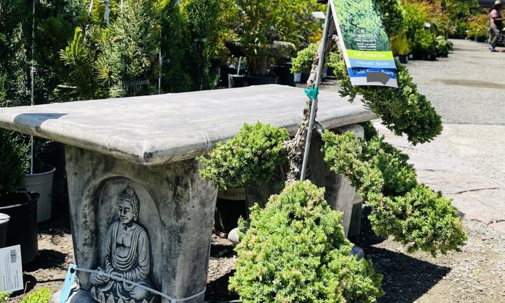 日本柏树-造型柏