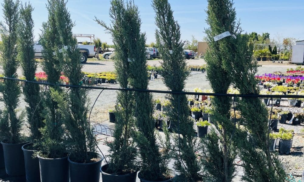 意大利柏树-蓝色