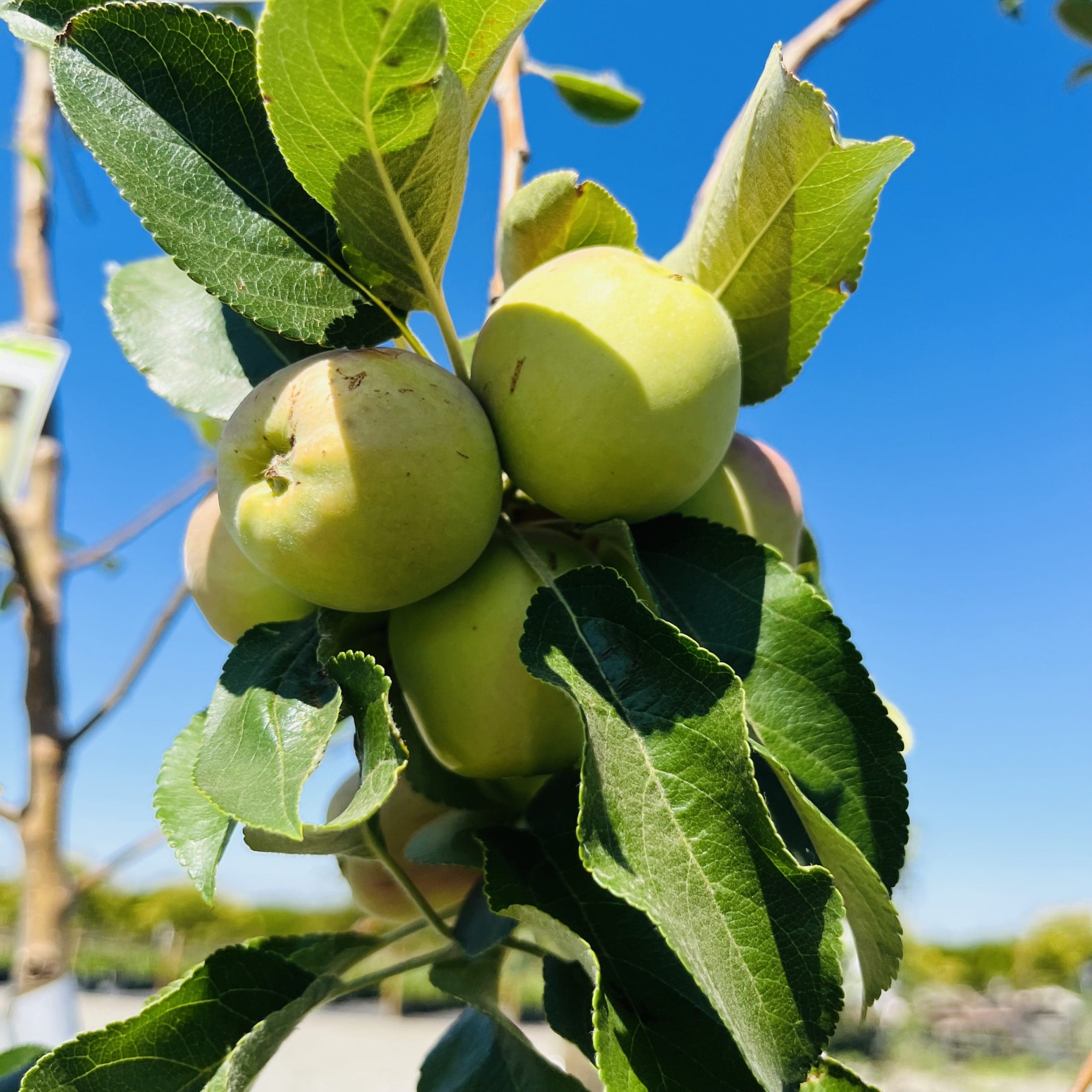 苹果树-艾因谢默苹果
