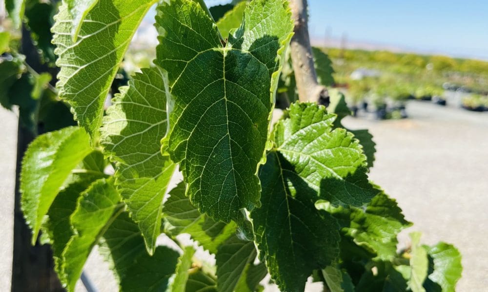 桑葚树-波斯黑桑