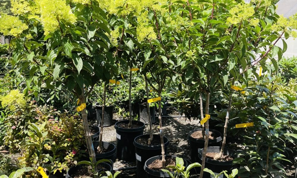 香草草莓绣球花