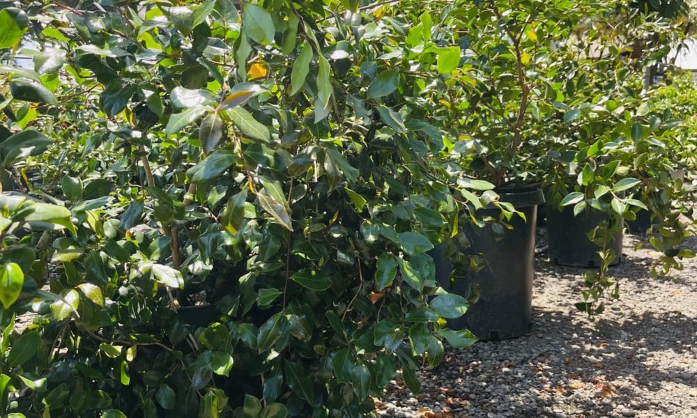 克利奥帕特拉山茶