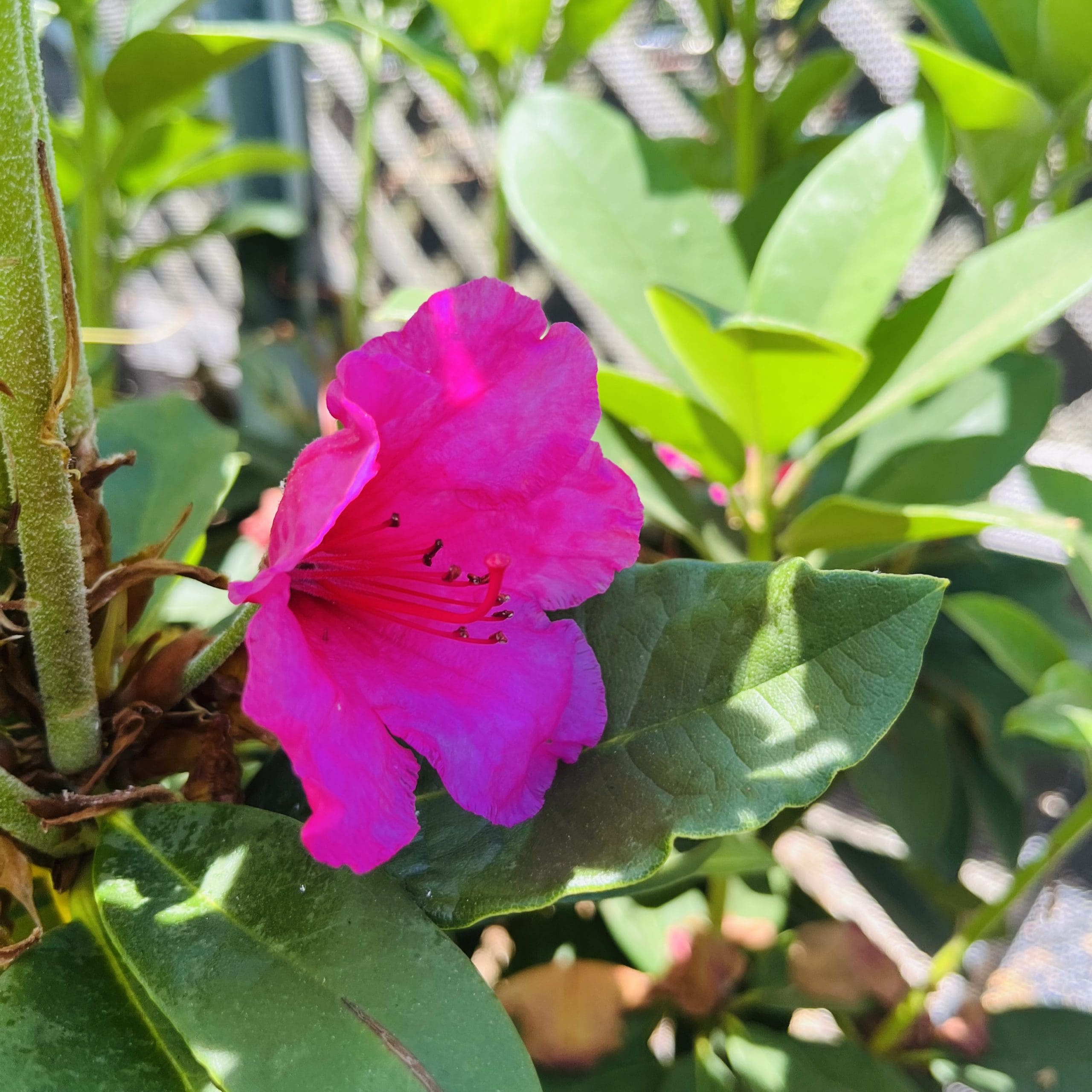 杜鹃花#10june17 2023@UTF, Fulton