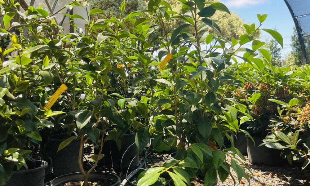 珍珠麦克斯韦山茶花