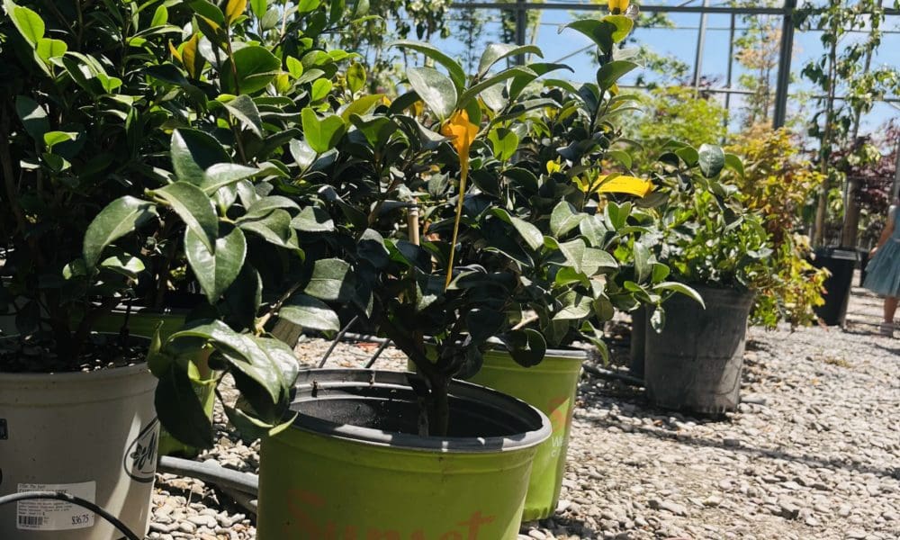 十月魔法雪花茶花