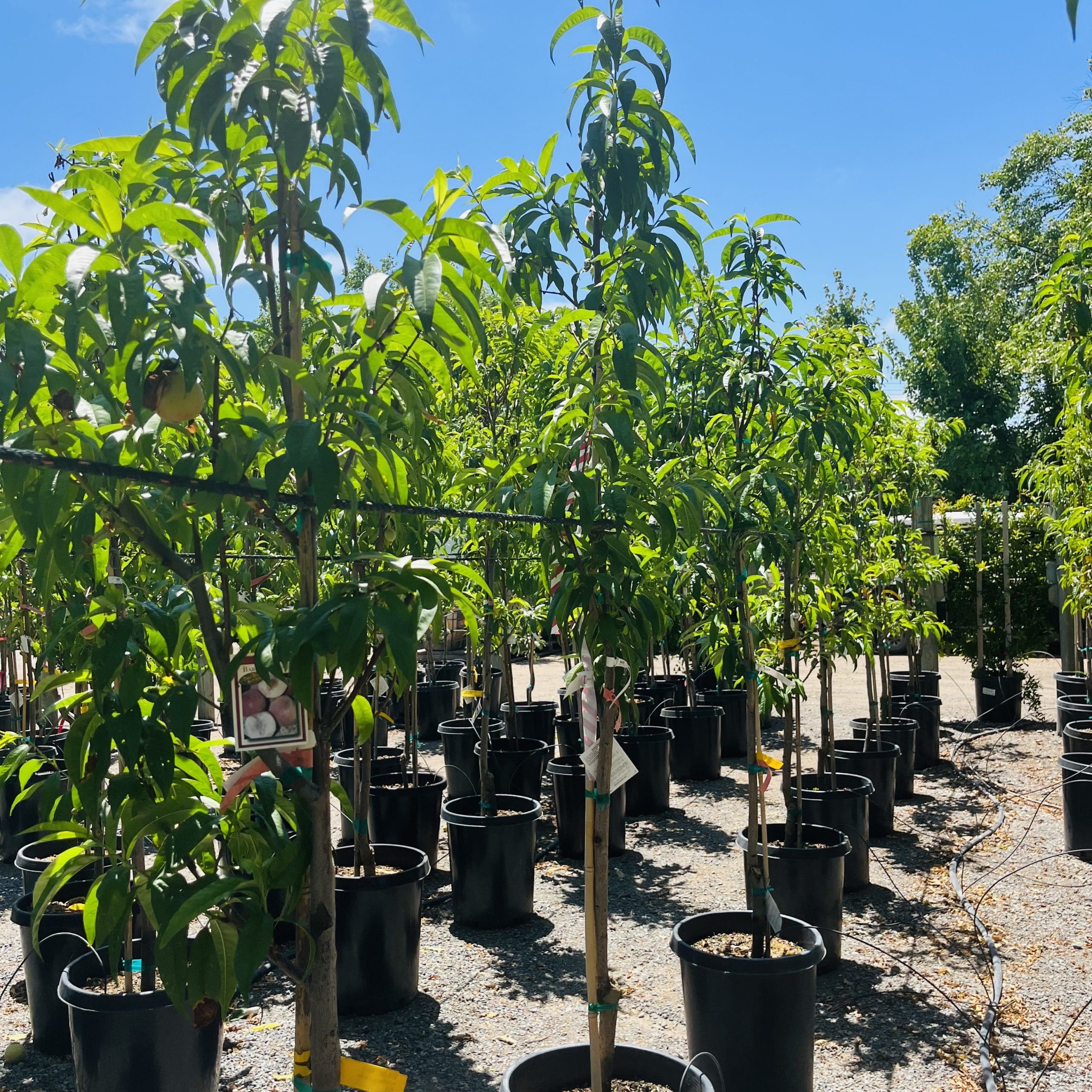 水蜜桃白肉桃树| 华人生活手册2024版