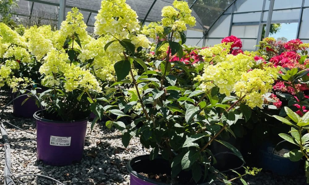 绣球花无尽夏日/‘Rensun