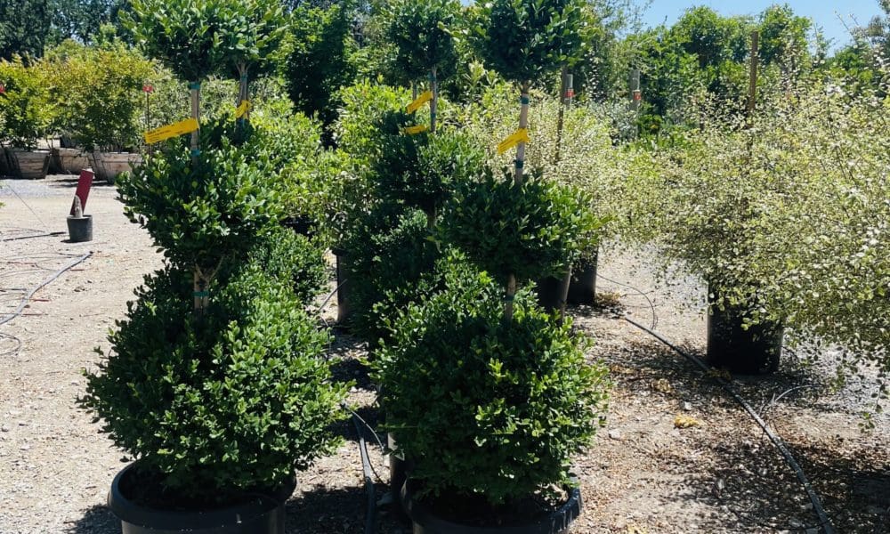 ‘绿山’黄杨灌木