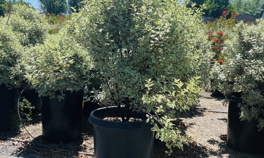 马乔里·香农 海桐灌木