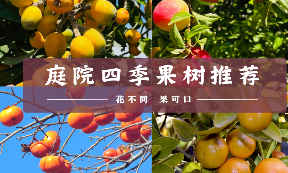 4种适合在后院庭院种植的果树，花果不断，四季尝鲜～