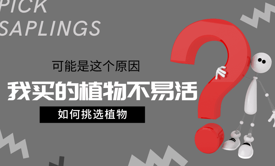 超市买的树苗为什么种下地后不容易成活？也许是这个原因