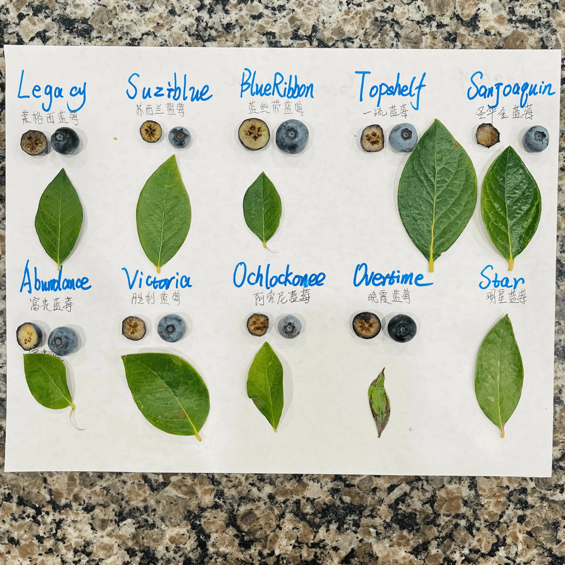 加州蓝莓品种介绍，树形区别及口感区别