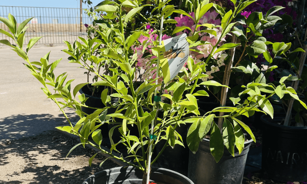 金桔树-美华金桔