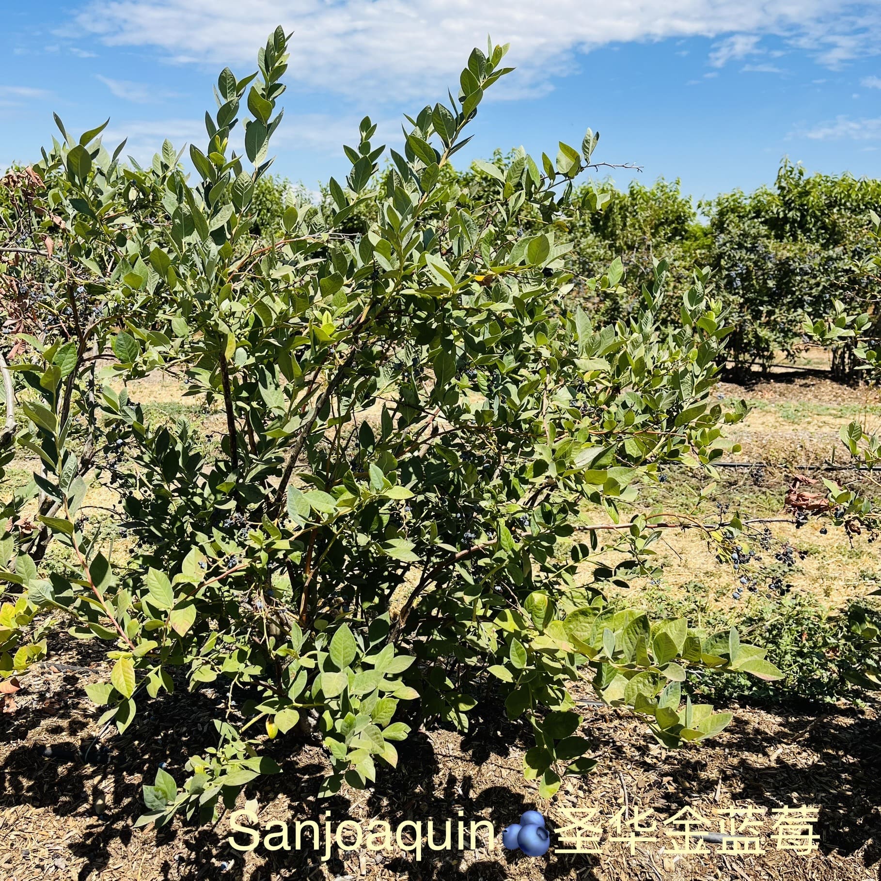 加州蓝莓品种介绍，树形区别及口感区别
