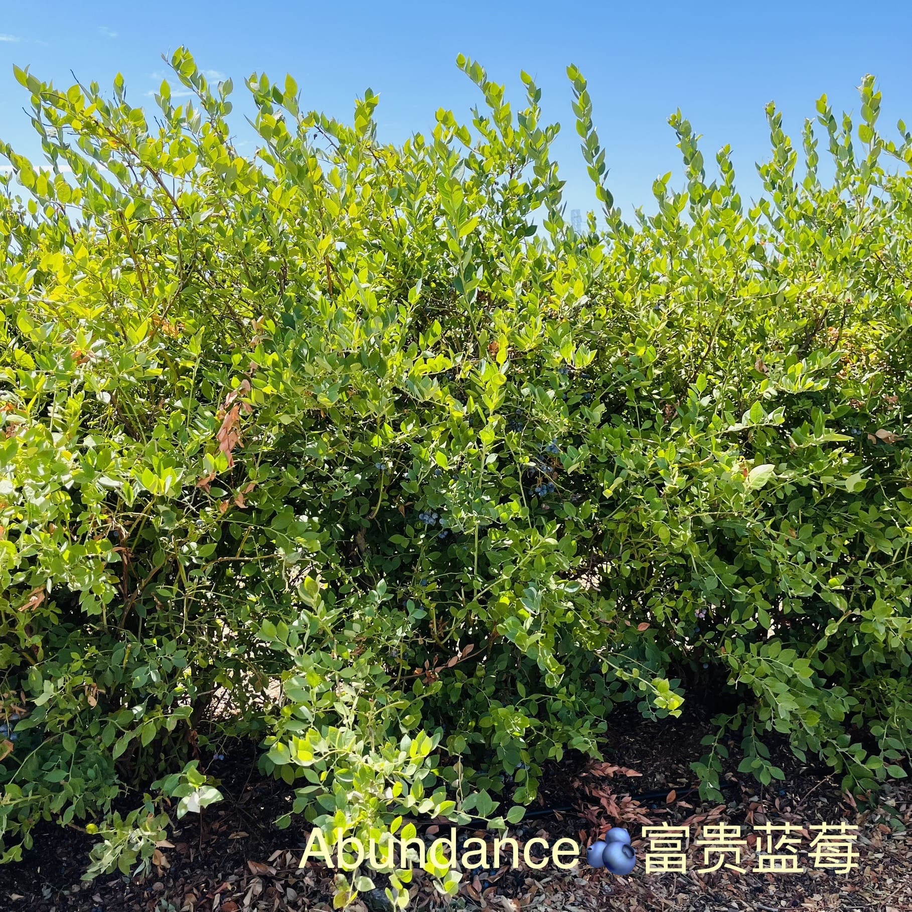 加州蓝莓品种介绍，树形区别及口感区别