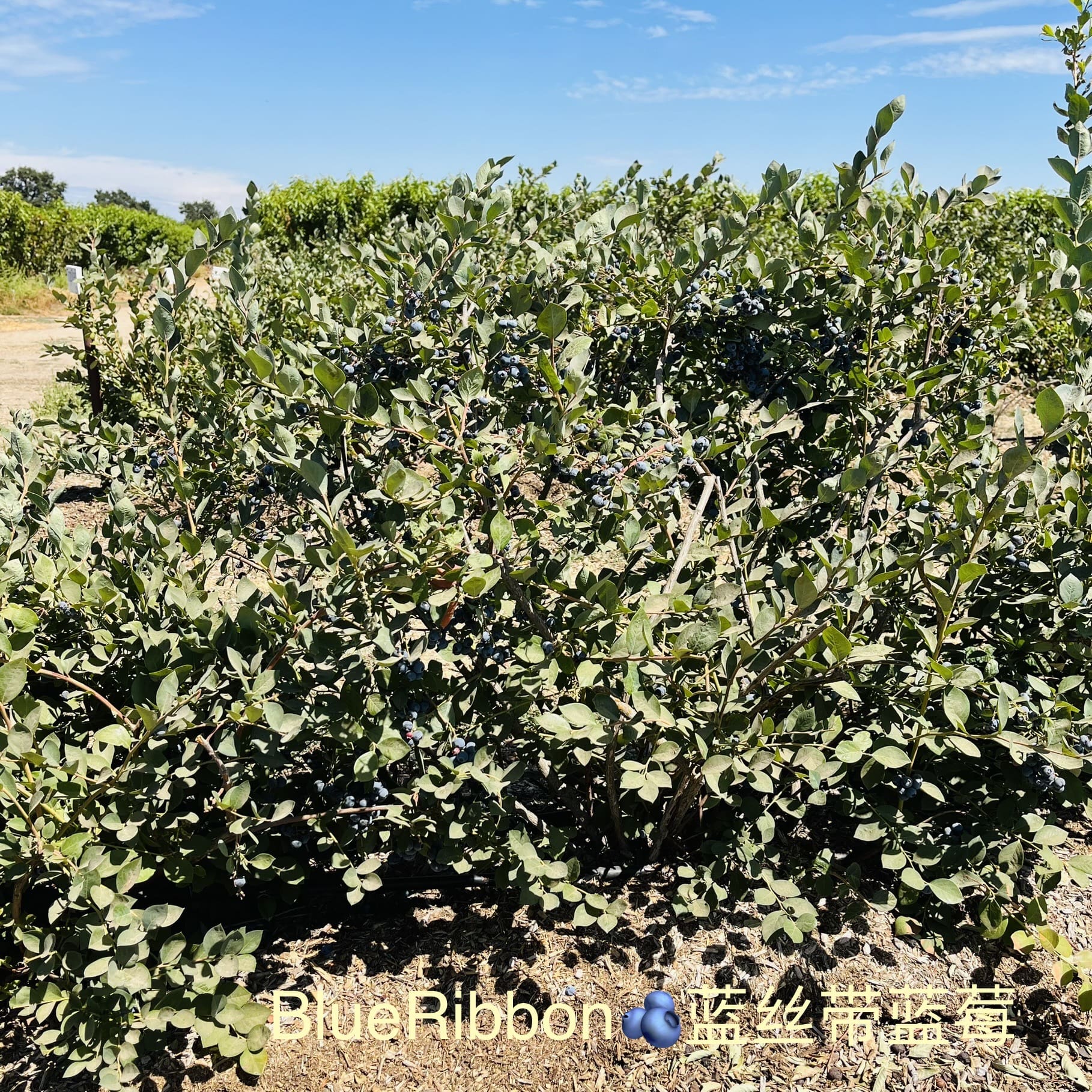 加州蓝莓品种介绍，树形区别及口感区别
