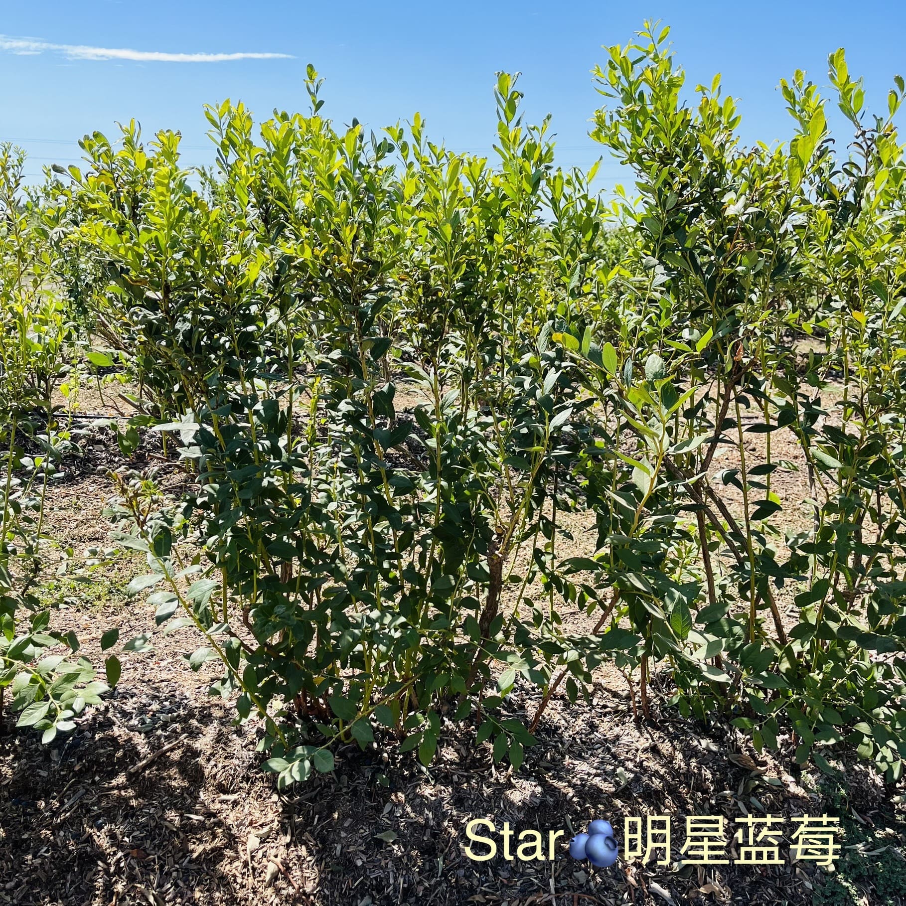 加州蓝莓品种介绍，树形区别及口感区别