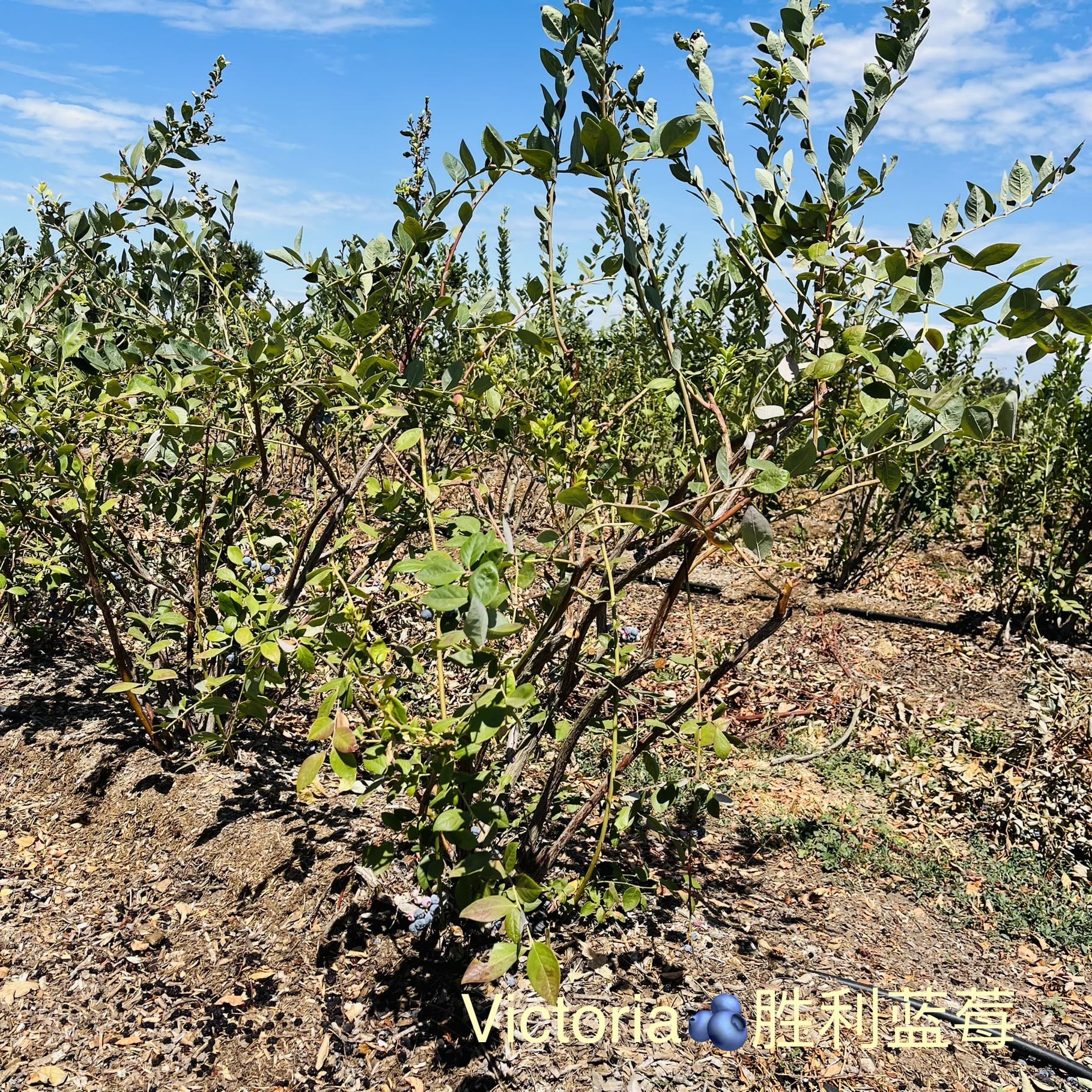 加州蓝莓品种介绍，树形区别及口感区别