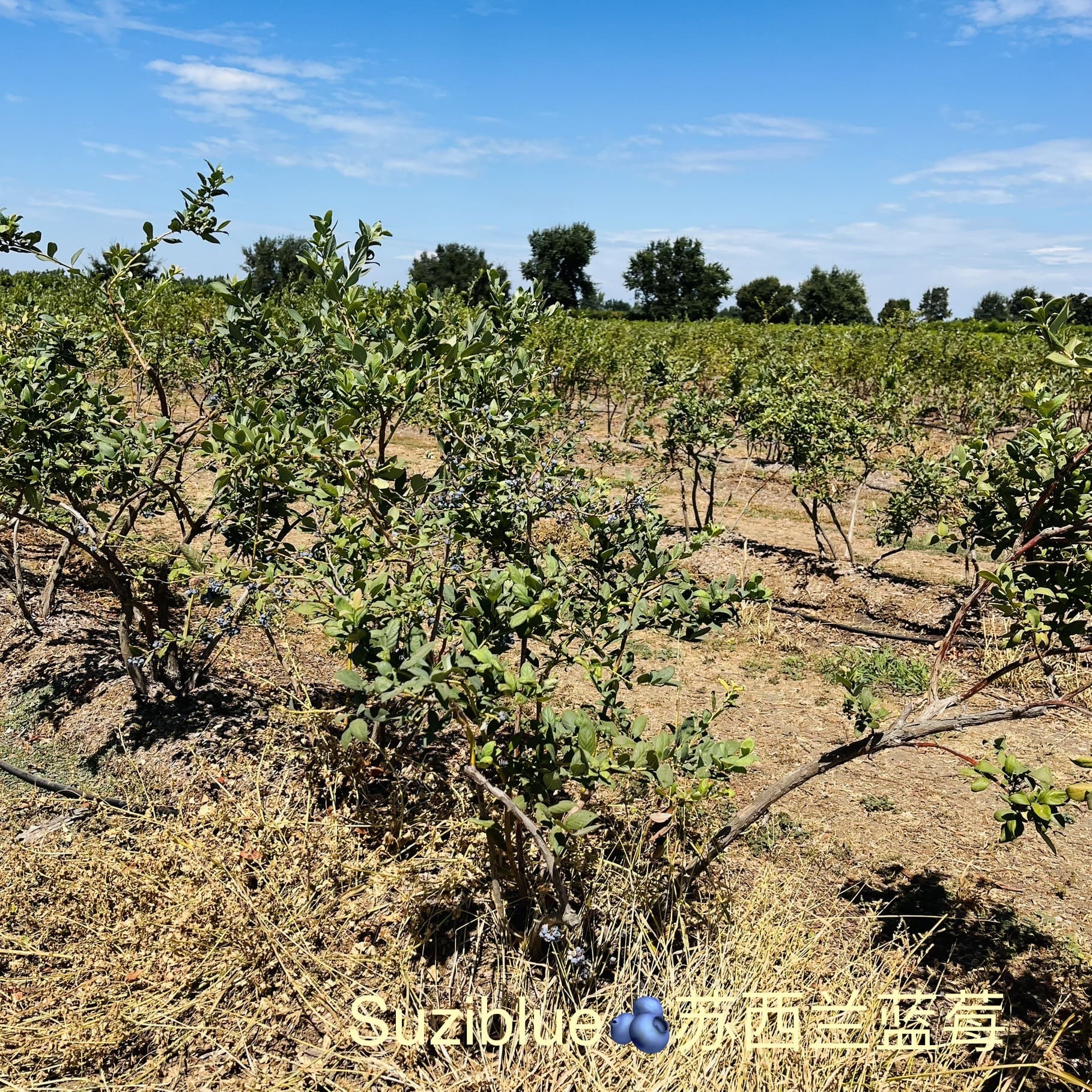 加州蓝莓品种介绍，树形区别及口感区别