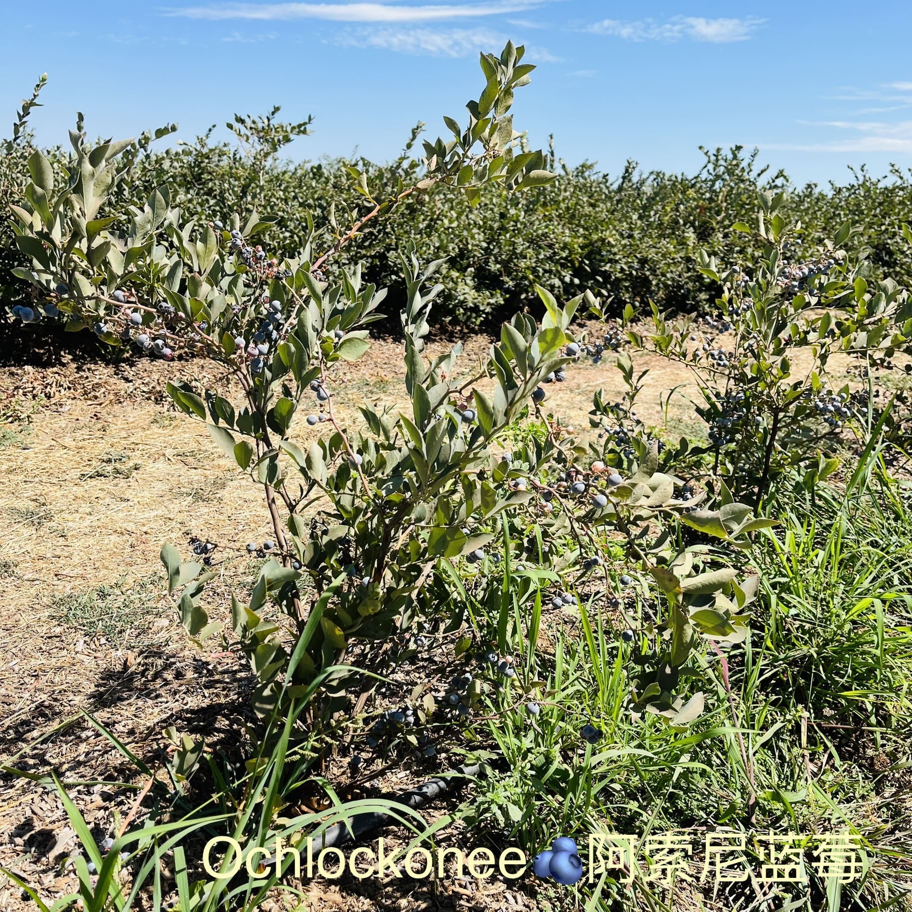 加州蓝莓品种介绍，树形区别及口感区别