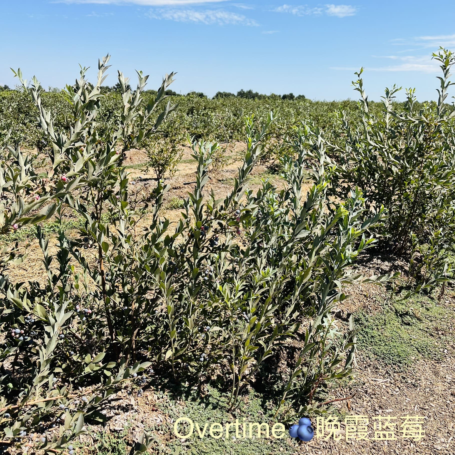 加州蓝莓品种介绍，树形区别及口感区别